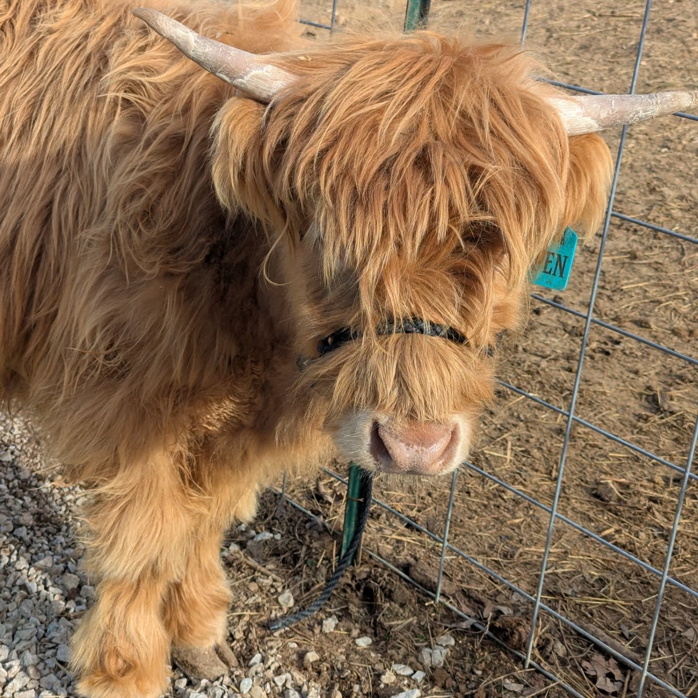 Highland cattle