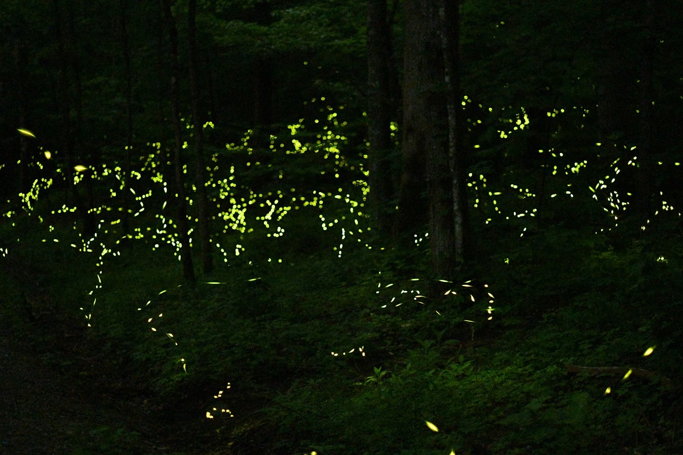 Synchronous fireflies in the Great Smoky Mountains